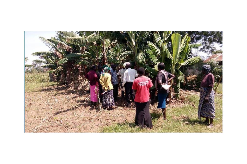 Banana Farming Program supported by Great Lakes Networking Society